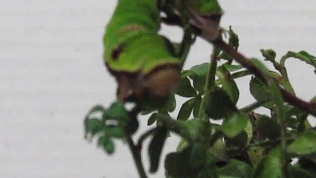 Papilio protenor, Swallowtail butterfly, Papilionidae смотреть онлайн