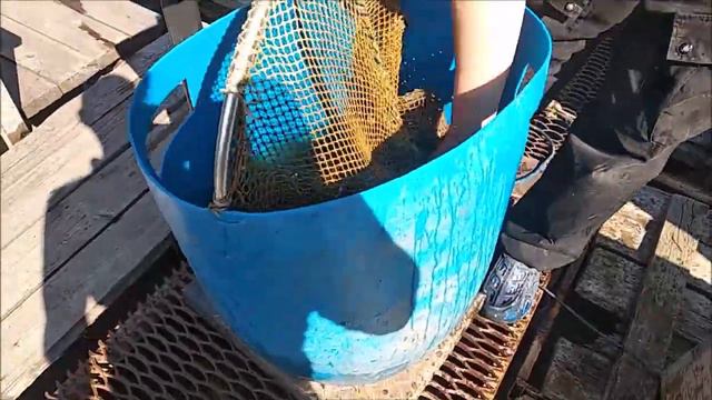 Зарыбление осетром. 100 кг. пополнили Нижний водоём. Клёвое место лосиный остров. смотреть онлайн