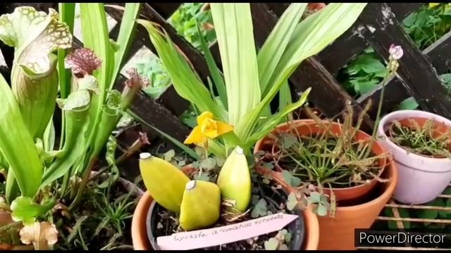 ОРХИДЕЯ Ликаста цветение с пеньков, результат деления куста. Как стимулировать новый рост у орхидей