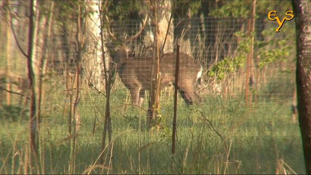 Nightingales, antlers and hoofs / Соловьи, рога и копыта смотреть онлайн