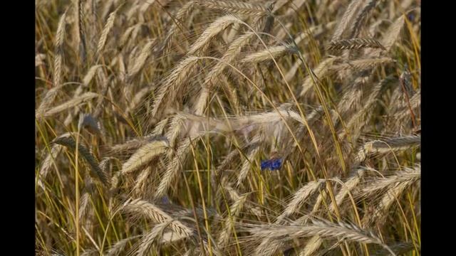 посев семян горчицы смотреть онлайн