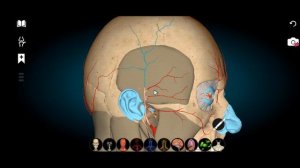 Аорта и ее ветви: сонные и подключичная артерии. Анатомия