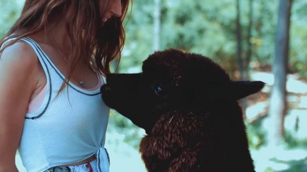 Alpaca llama-Cute and Adorable Baby Alpacas 4k