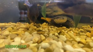 Зоомагазин «EkzoMANIA» (ЭКЗОМАНИЯ) г.Москва #экзотика #москва #террариумистика #рептилии #зоомагазин