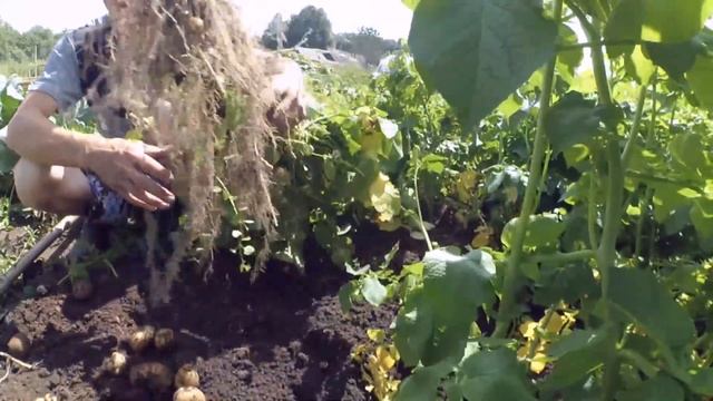 Первый картофан // Первая партия чая // Строим дровник // Жизнь в деревне