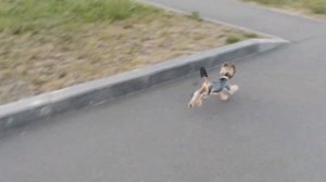 Йоркширский терьер. Прогулка. Вольт в парке "Народный" г.Нижний Тагил. 29.05.2021г.