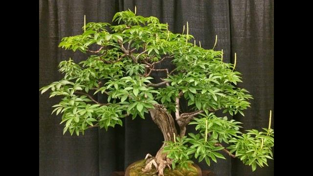 Plumeria Obtusa Bonsai -  Frangipani, Plumeria, The Temple Tree, Champa, Melia
