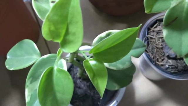 Peperomia Orba Variegata