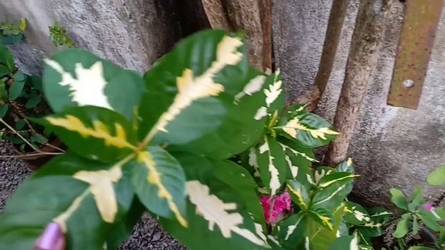 How to grow and care Graptophyllum pictum/ caricature plant in Malayalam смотреть онлайн