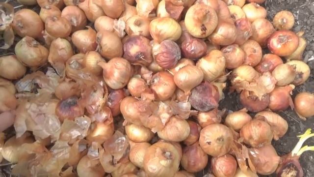 КАК ПОДГОТОВИТЬ ЛУК К ПОСАДКЕ. САМЫЙ УДАЧНЫЙ СОРТ смотреть онлайн