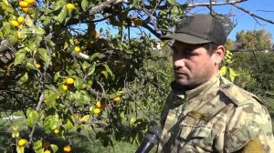 В Абхазии начался сбор цитрусовых