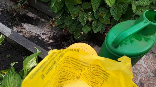 Чем подкормить хосту? смотреть онлайн