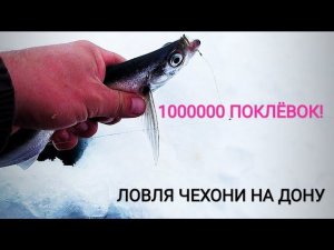 1000000 поклëвок чехони! Жор чехони! Рыбалка на чехонь 2021! Ловля чехони на Дону