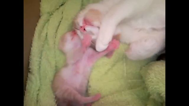 У котят начинают открываться глазки! 11 день. Kittens begin to open eyes ! 11 day. смотреть онлайн