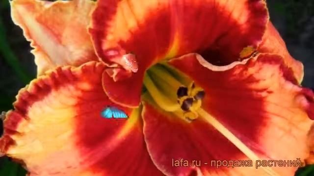 Лилейник гибридный Лайз энд Липстик ? обзор: как сажать, рассада лилейника Лайз энд Липстик смотреть онлайн