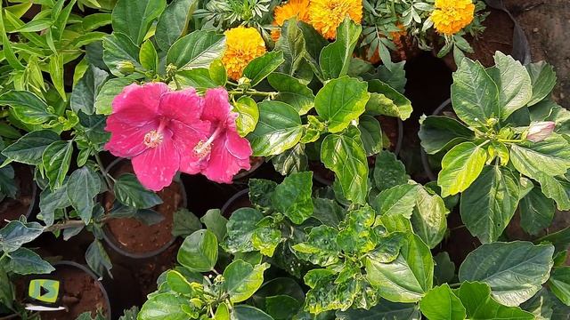 25 different hibiscus flowers and plants | Hibiscus flowers | Hibiscus plants | hibiscus varieties смотреть онлайн