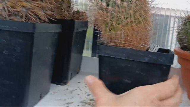 Обзор кактусов на верхней полочке.. смотреть онлайн