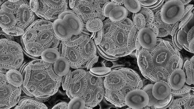 What Was The First Virus? смотреть онлайн