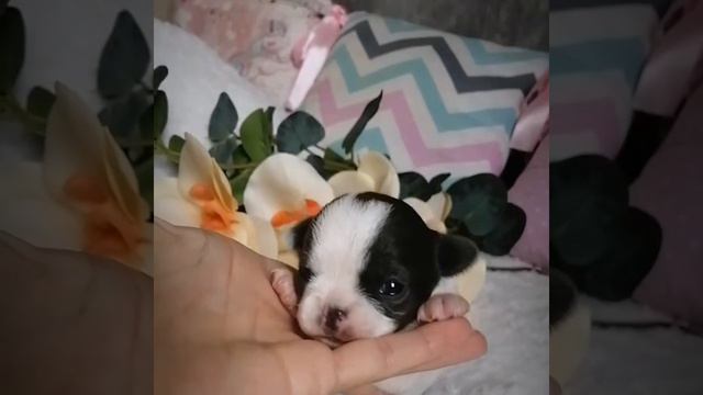 Щенки чихуашки. 2 девочки и 1 мальчик смотреть онлайн