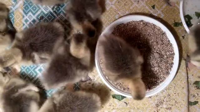 Выращивание гусят. День 2-й смотреть онлайн