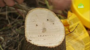 КАК ИЗБАВИТЬСЯ ОТ ПНЯ // Удаляем остатки спиленного дерева БЫСТРО И ЛЕГКО. 100% способ