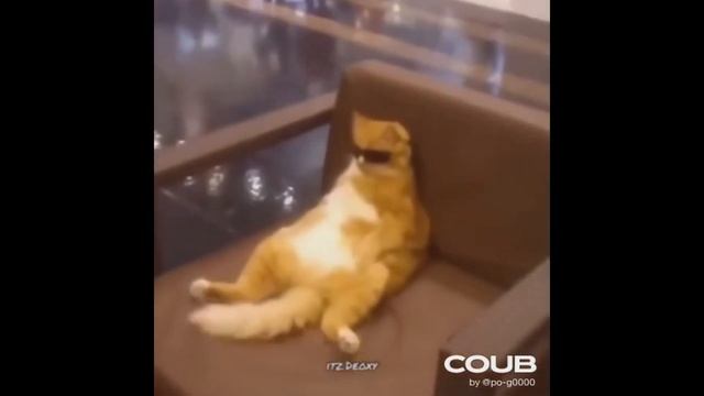 СЕГОДНЯ ДАМ, хочу поздравить с праздником. Hype Coubs №13 смотреть онлайн