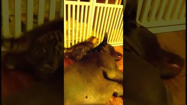 Thai Ridgeback Dog - Тайский Риджбек - Kitten and the dog смотреть онлайн