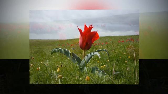 Тюльпаны на ветру... Джоны Каратау... весна 2013... смотреть онлайн