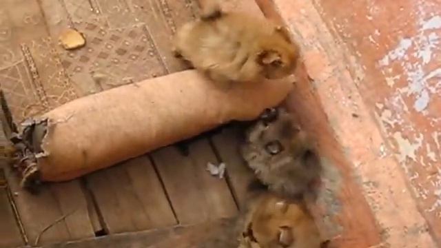 Litter 53- 1,5 months смотреть онлайн