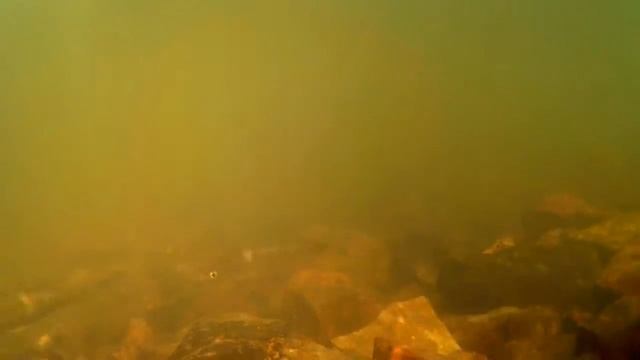 Подводная съёмка. Река Мана. Береть. смотреть онлайн