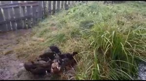 Разведение башкирских уток.