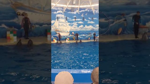 Дельфинарий. Нижний Новгород. смотреть онлайн