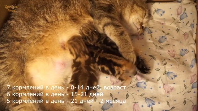 ✔️ Как часто и сколько нужно скармливать новорожденным котятам? смотреть онлайн
