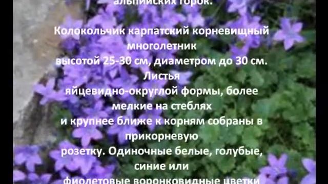Многолетние цветы для сада Колокольчик Карпатский смотреть онлайн