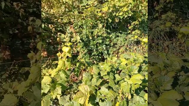 В гостях у Калугина В.М. и Ткаченко Л.В. смотреть онлайн