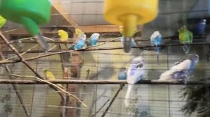 Разведение волнистых попугаев.Вылупились птенцы волнистых попугаев.