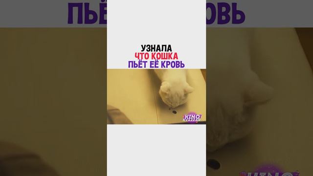 УЗНАЛА ЧТО КОШКА ПЬЁТ ЕЁ КРОВЬ смотреть онлайн