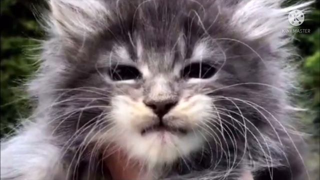 Фотографией питомца поделилась девушка, но вы ещё не знаете какой секрет скрывает питомец