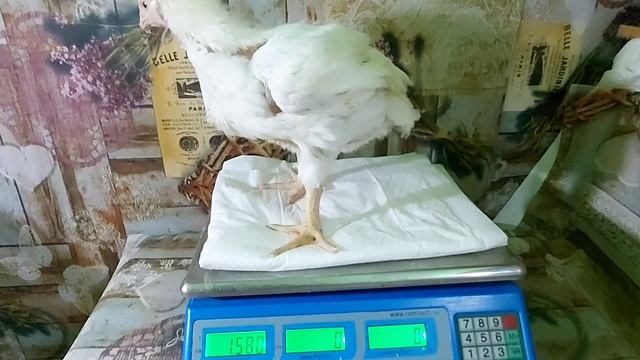 Мой бройлер отлично набирает вес??! Вес в 29 дней. смотреть онлайн