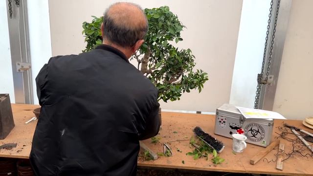 Pruning & Shaping A Ficus