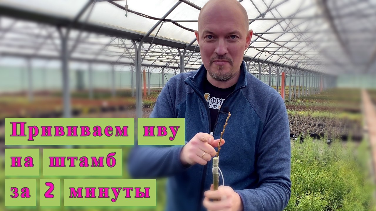 Как привить иву на штамб за 2 минуты