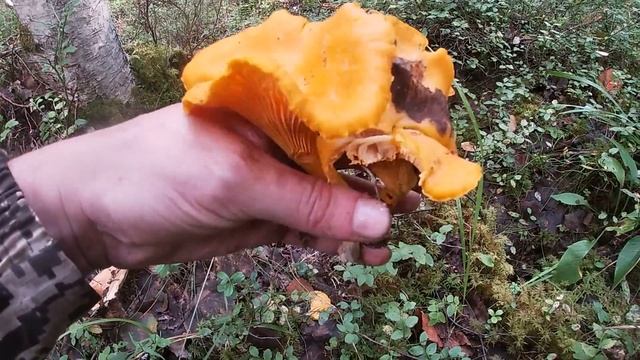 МНОГО БЕЛЫХ ГРУЗДЕЙ и лисичек ГИГАНТОВ в Лесу на Старой Кварталке! Царские Грибы Грузди 2020 ! смотреть онлайн