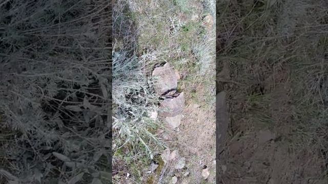 Спаривание Черепахи на Горы Армения смотреть онлайн