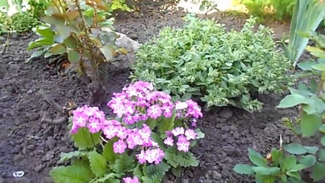 ПОСАДИТЕ У СЕБЯ НА ДАЧЕ ПРИМУЛУ смотреть онлайн