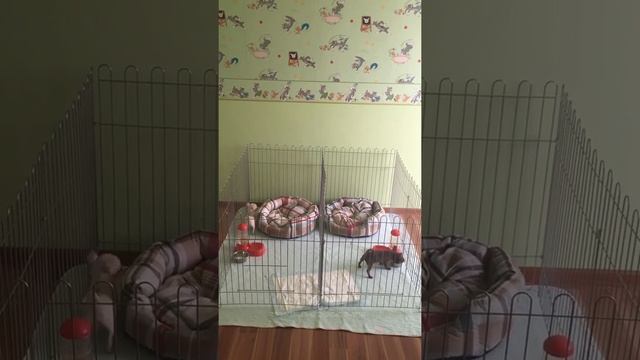 Вольер для щенков с разделением смотреть онлайн