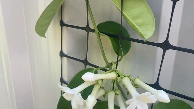 Madagascar Jasmine famous for Wedding Bouquets | Stephanotis floribunda Caring Tips смотреть онлайн