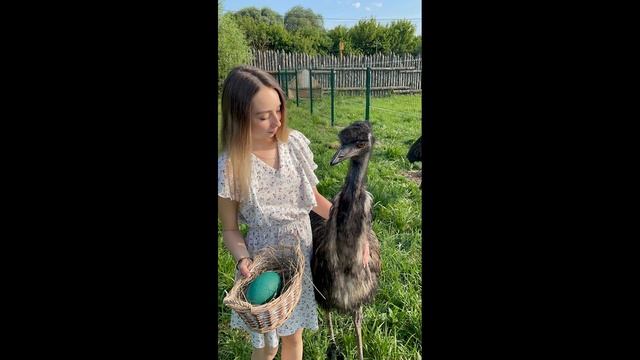 Страусы в Экодеревушке смотреть онлайн