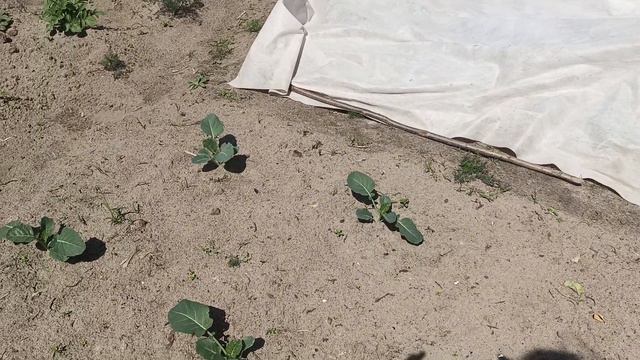 Обзор огорода на 1 июня 2024года.