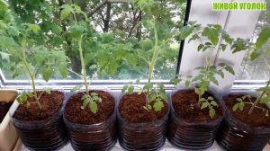 ТОМАТЫ НА ПОДОКОННИКЕ И БАЛКОНЕ/ДУБРАВА