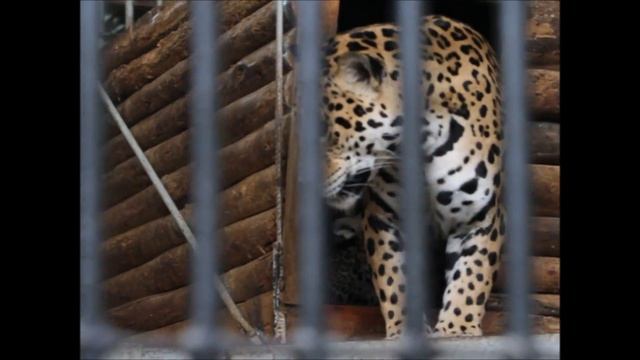 Маленькие леопарды скандалят: Николаевский зоопарк смотреть онлайн